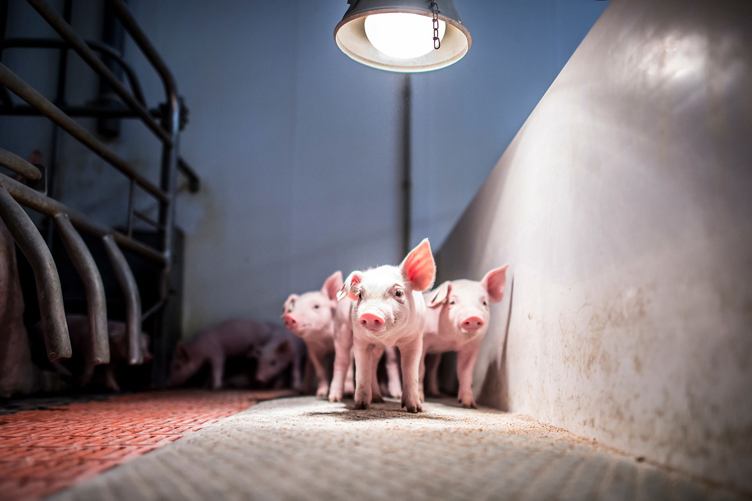 Ferkel - RVG Raiffeisen Viehvermarktung GmbH